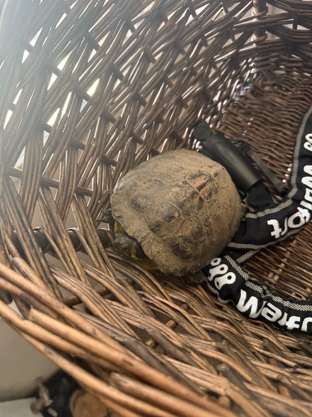 Schilpad gevonden, Dieren en Toebehoren, Reptielen en Amfibieën, Schildpad, 0 tot 2 jaar