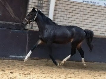 Chique 2 jarige donkerbruine merrie met vriendelijk karakter, Dieren en Toebehoren, Paarden, Merrie, Met stamboom, 0 tot 2 jaar