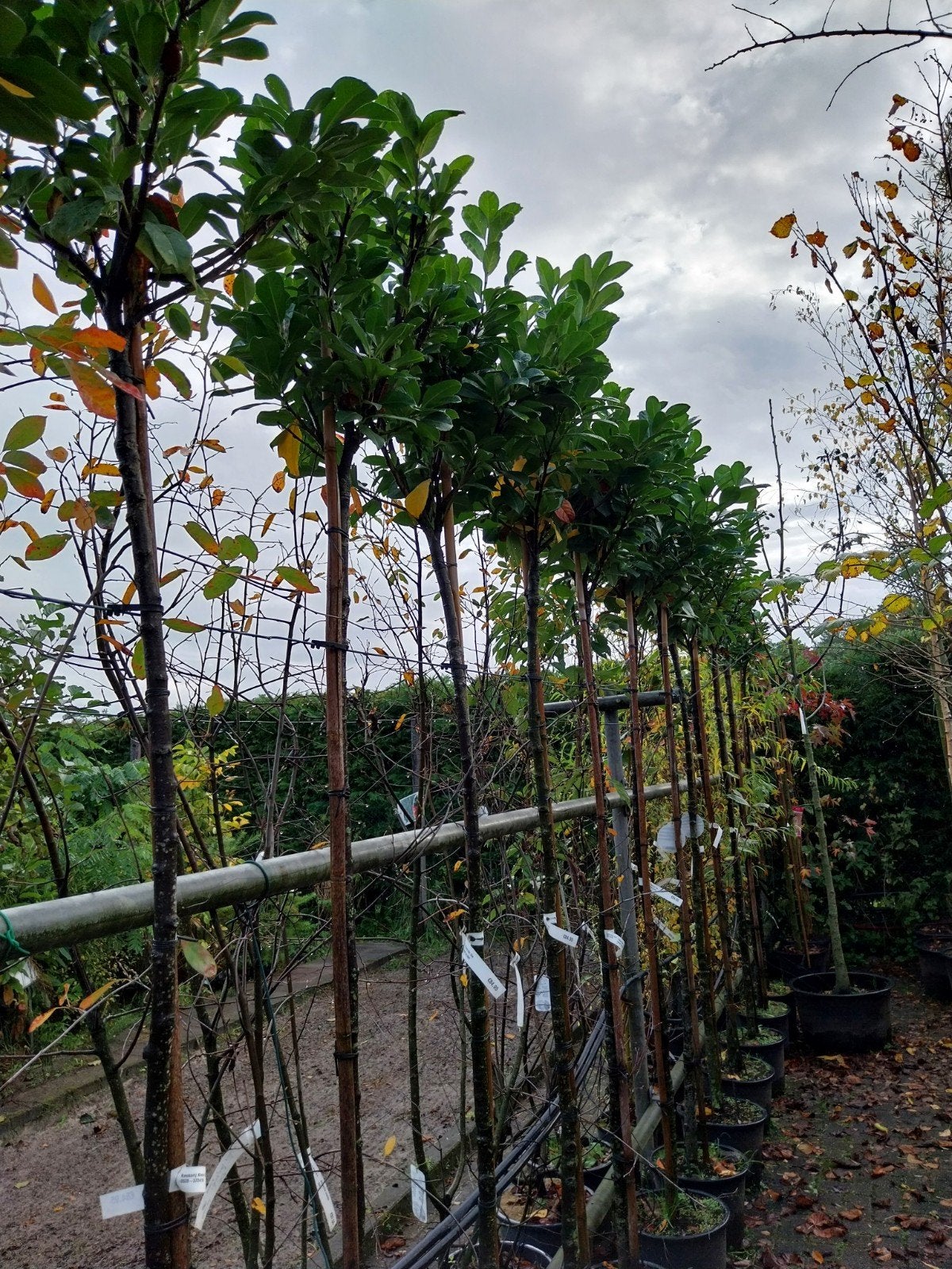 Prunus laurocerasus 'Etna' hoogstam l, Overige soorten, Lente, 250 tot 400 cm, Ophalen