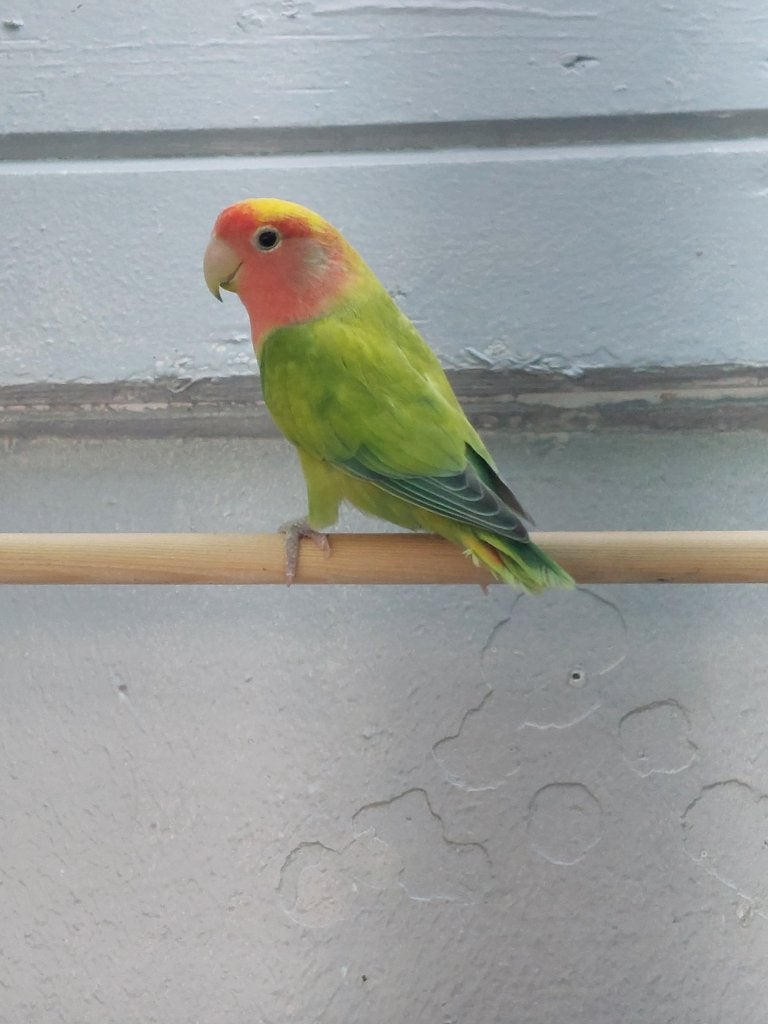 Agapornis roseicollie man kweekrijp, Dieren en Toebehoren, Mannelijk, Dwergpapegaai of Agapornis, Geringd