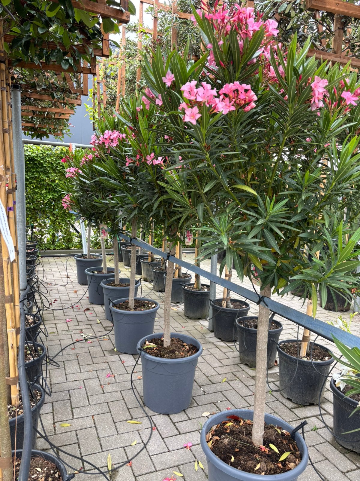 Nerium Oleander op stam, Overige soorten, Lente, 100 tot 250 cm, Ophalen