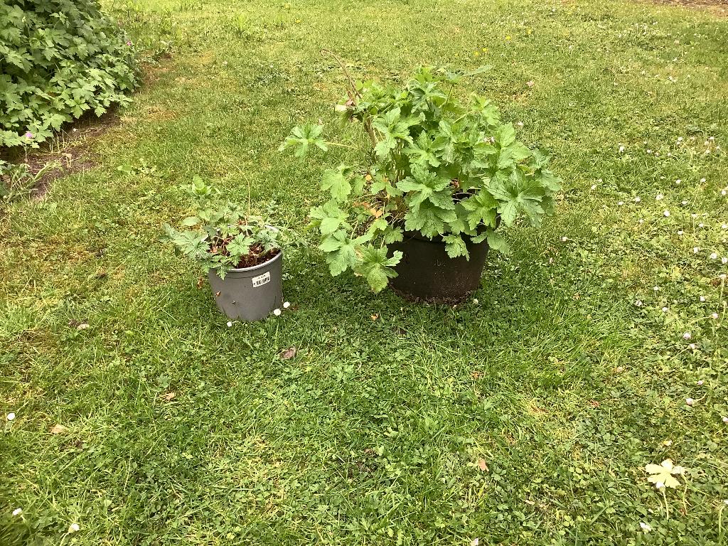 Tuin-Geranium roze, Ophalen, Bodembedekkers, Volle zon, Vaste plant