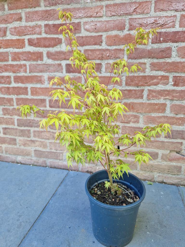 Planten, Tuin en Terras, Planten | Tuinplanten, Ophalen, Bloeit niet, Overige soorten, Halfschaduw
