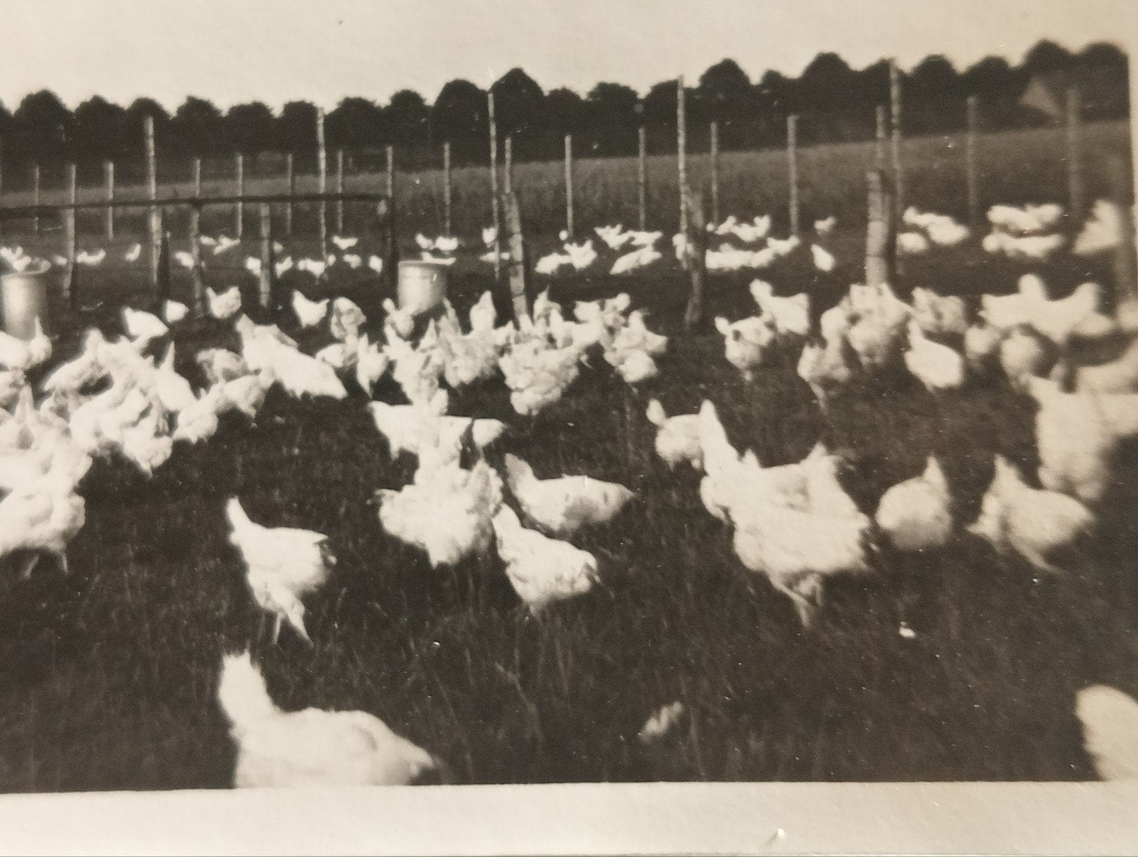 Kippen boerderij jaren 40-50, Ophalen of Verzenden, 1940 tot 1960, Gebruikt