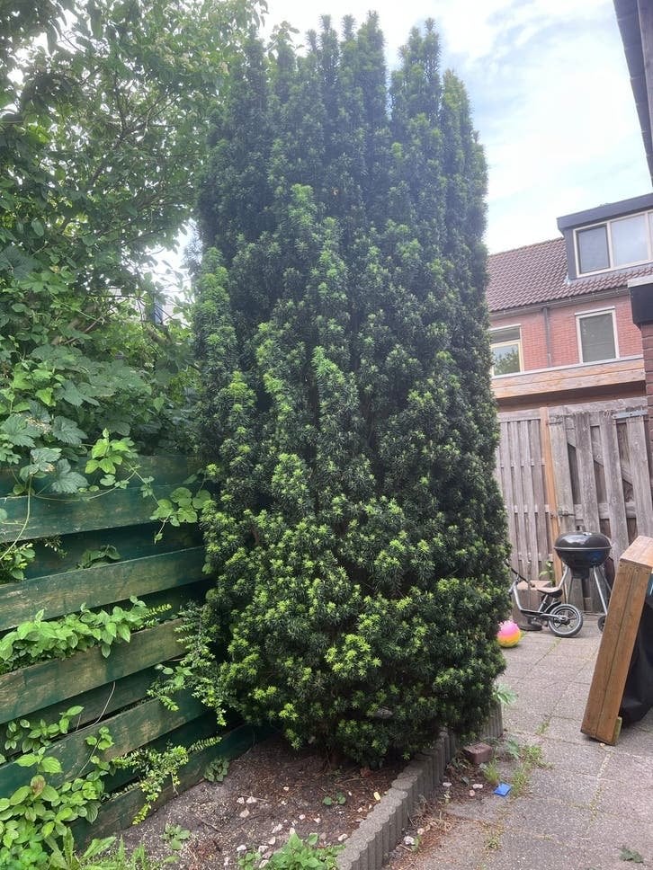 Grote Taxus (Venijnboom) - Stronk onder de grond, Vaste plant, Bloeit niet, Halfschaduw, Ophalen