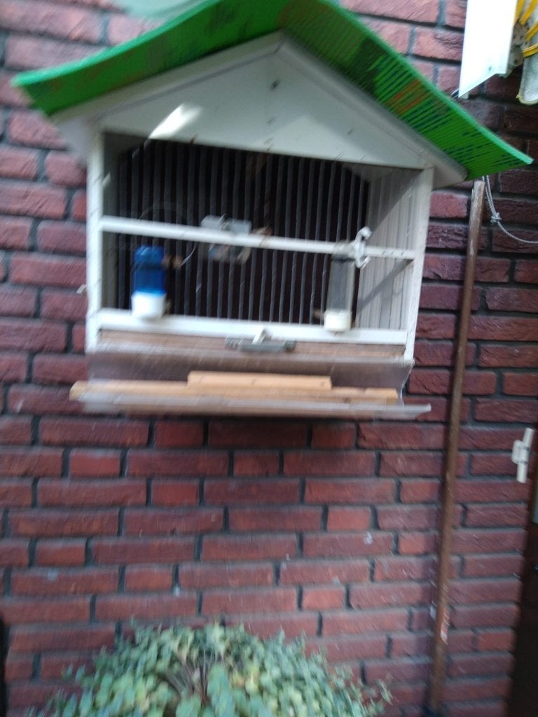 Zeer nette houten vogel kooi  a 15 euro, Meerdere dieren