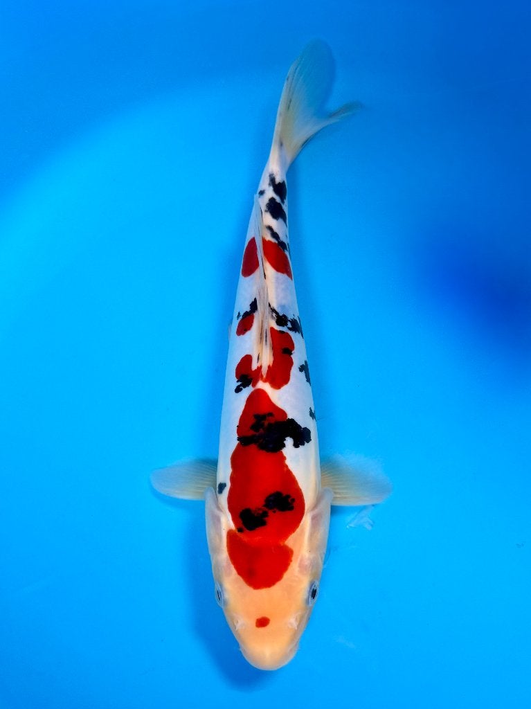 HQ Doitsu Sanke | Conias Tateshita Tosai | 25-30 cm, Dieren en Toebehoren, Karper of Koi
