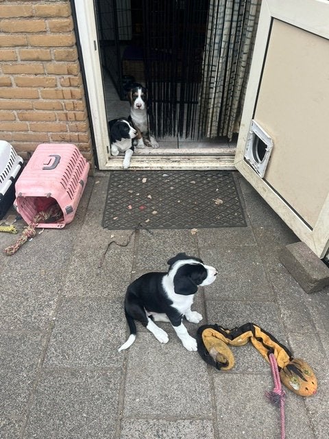 puppies half beagle, Dieren en Toebehoren, Beagle, Parvo, 8 tot 15 weken, Meerdere