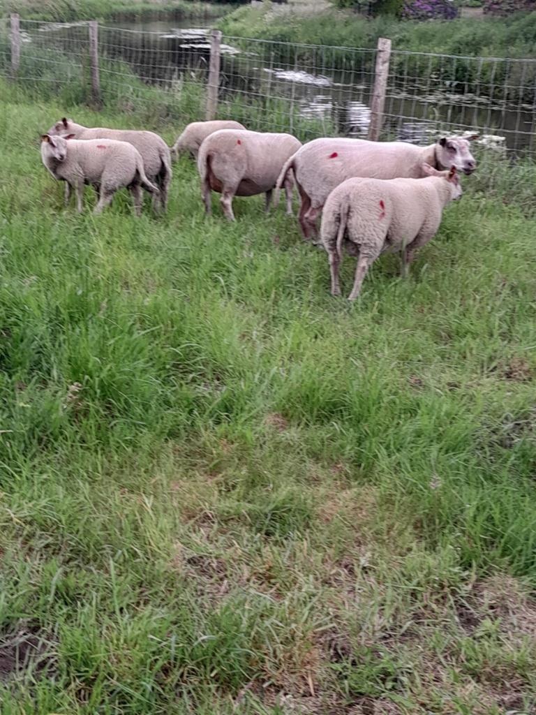 Ram en ooilammeren, Dieren en Toebehoren, Mannelijk, Schaap, 0 tot 2 jaar