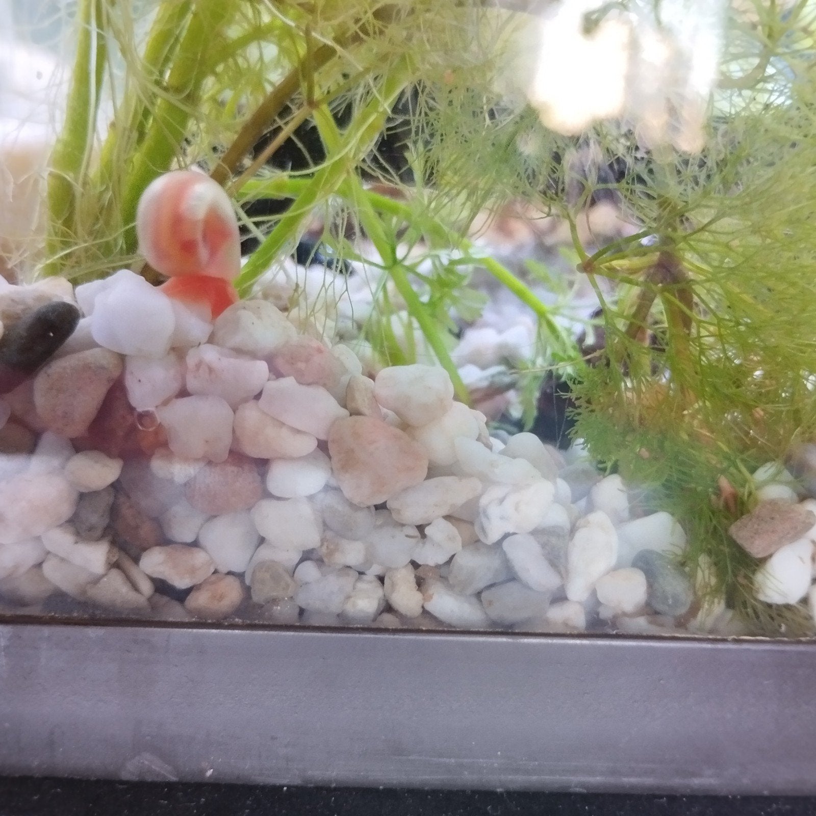Roze hoornslakken. Ik ben op vakantie. Zie beschrijving., Dieren en Toebehoren, Slak of Weekdier, Zoetwatervis