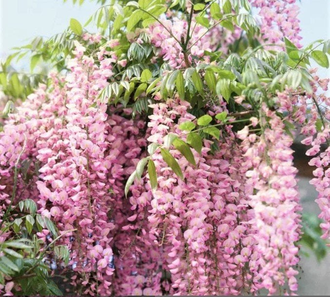 Wisteria Floribunda Roze Roze regen zaad zaden Blauwe regen, Ophalen of Verzenden, Voorjaar, Volle zon, Zaad