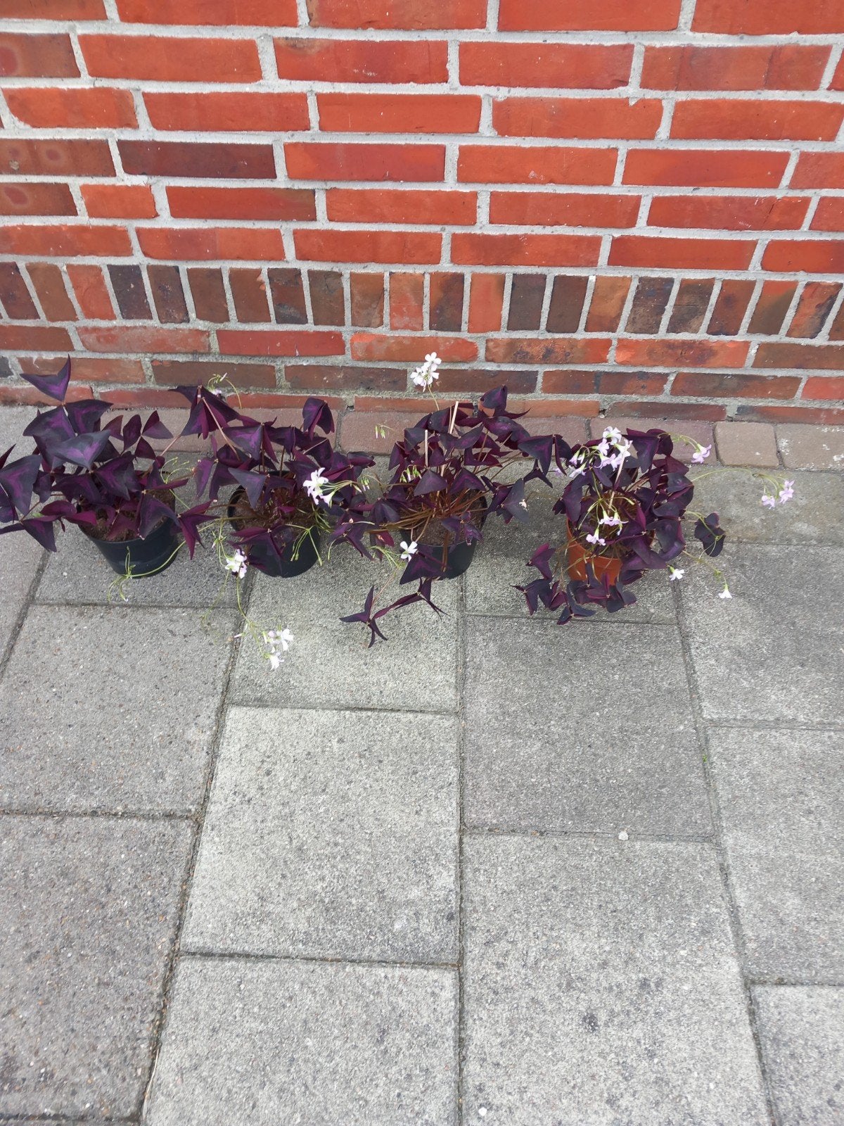rode klaverzuring,geluksklaver,oxalis,klaver, Huis en Inrichting, Ophalen, Halfschaduw, Minder dan 100 cm