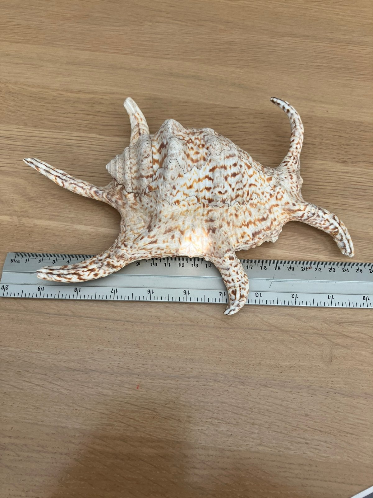 Mooie grote originele Lambis zeeschelp ca. 25 cm, Verzamelen, Mineralen en Fossielen, Ophalen of Verzenden, Schelp(en)