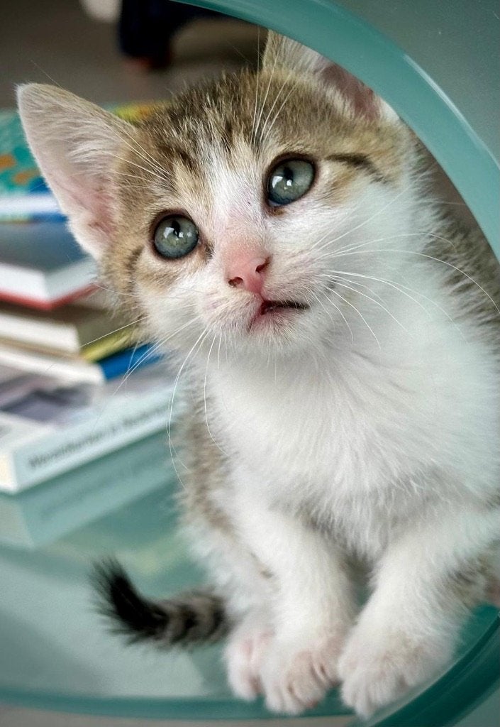 Kittens, Meerdere dieren, Ontwormd, 0 tot 2 jaar