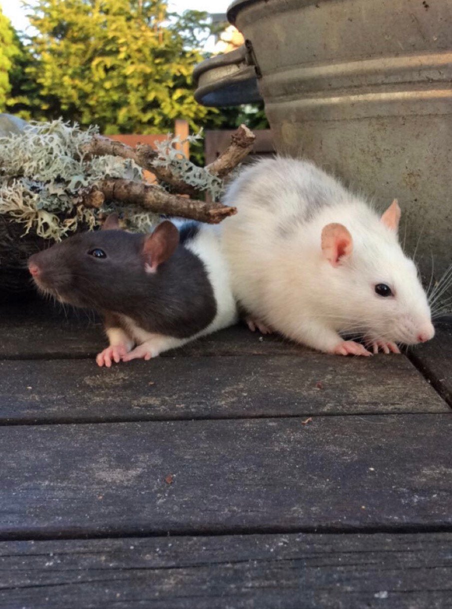 Rat - huisdier (bel voor meer info 0637455325), Rat, Vrouwelijk, Tam, September