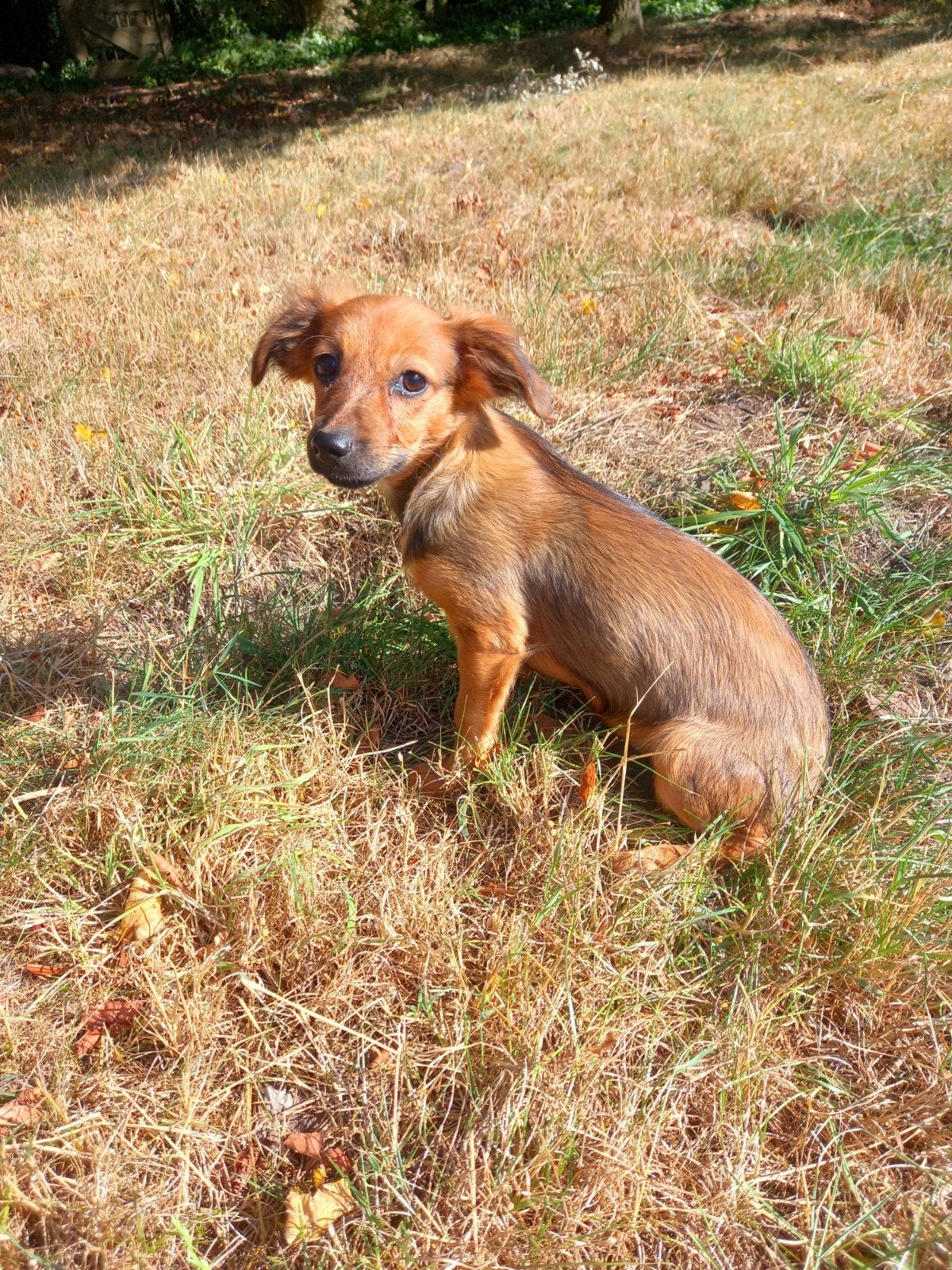 Jack Russel kruising pups, Parvo, Jack Russell Terriër, 8 tot 15 weken, Meerdere