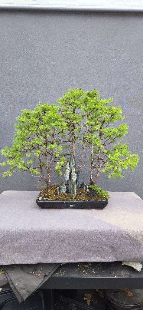 Bonsai Picea Glauca Bosgroep, Tuin en Terras, Bloeit niet, Minder dan 100 cm, Volle zon, In pot