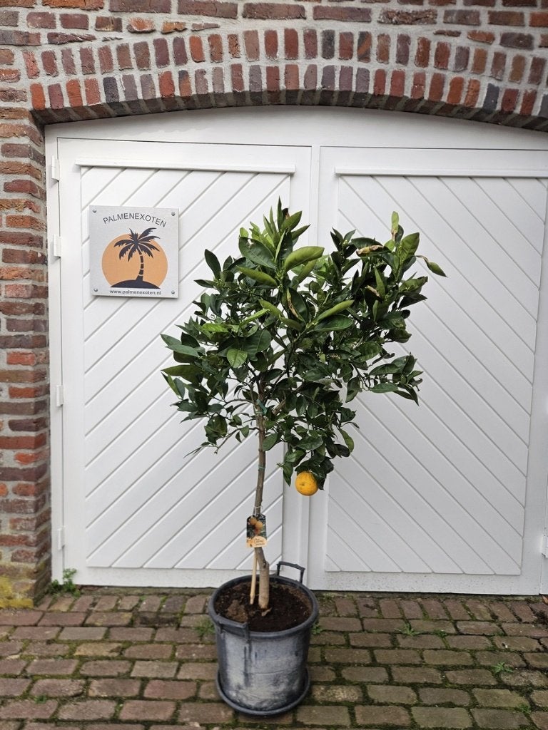 TE KOOP: DIVERSE SOORTEN CITRUSBOMEN  , Ophalen, Lente, In pot, Citroenboom