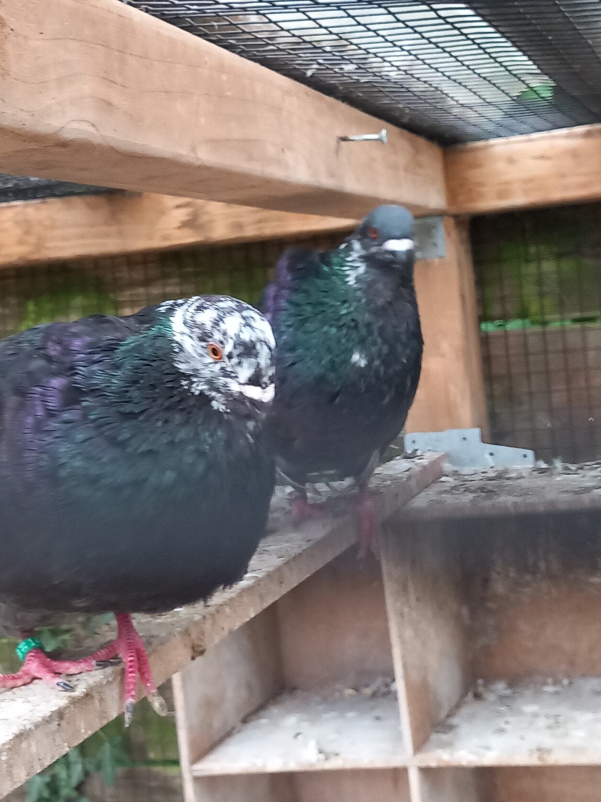 Kroppers duif koppel lokkers Haagse til, Dieren en Toebehoren, Vogels | Duiven, Meerdere dieren, Overige soorten
