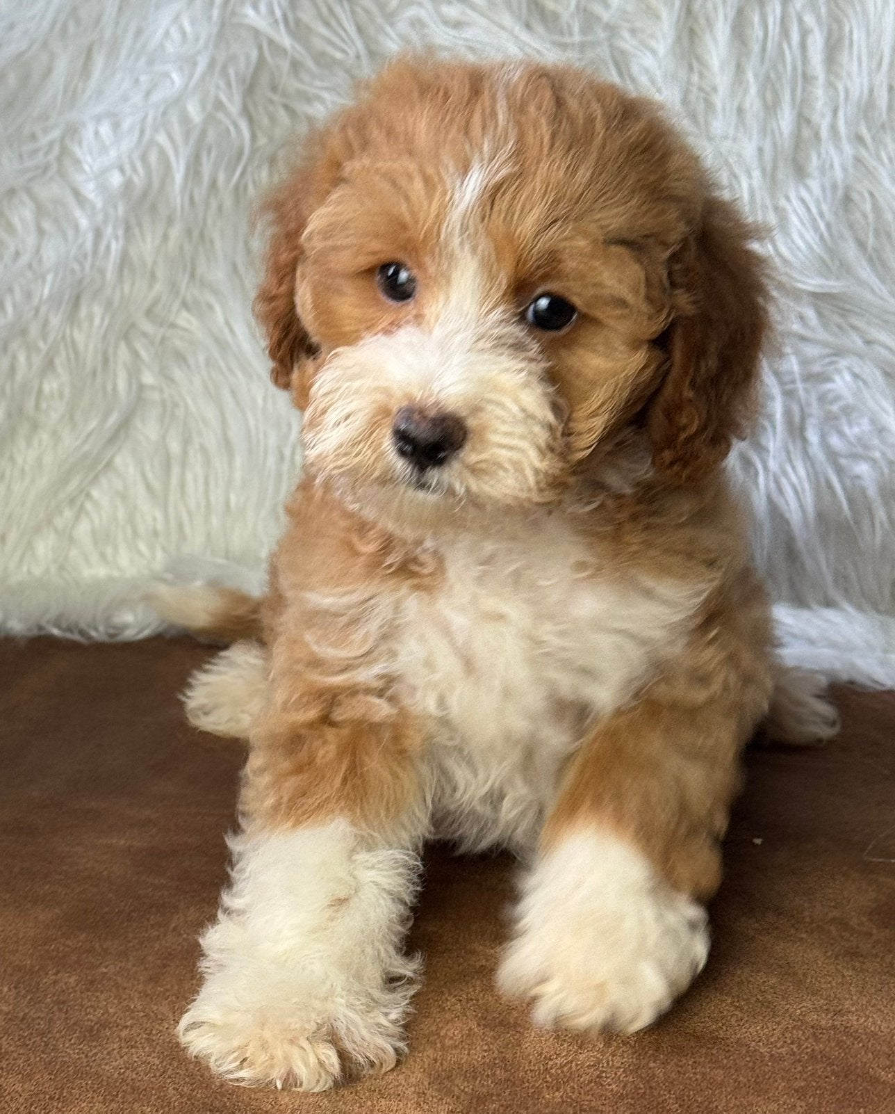 Maltipoo pups 1650€ hypo allergeen, Dieren en Toebehoren, Nederland, Parvo, Overige rassen, 8 tot 15 weken
