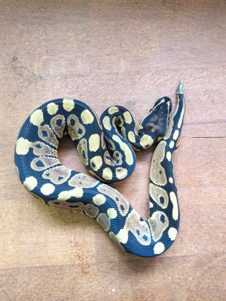 Python Regius - Ball python 0.0.1, Dieren en Toebehoren, Slang, 0 tot 2 jaar