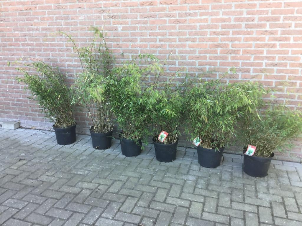 Niet woekerende bamboe met purperen stengel!!!, Tuin en Terras, Ophalen, Bamboe, 250 cm of meer