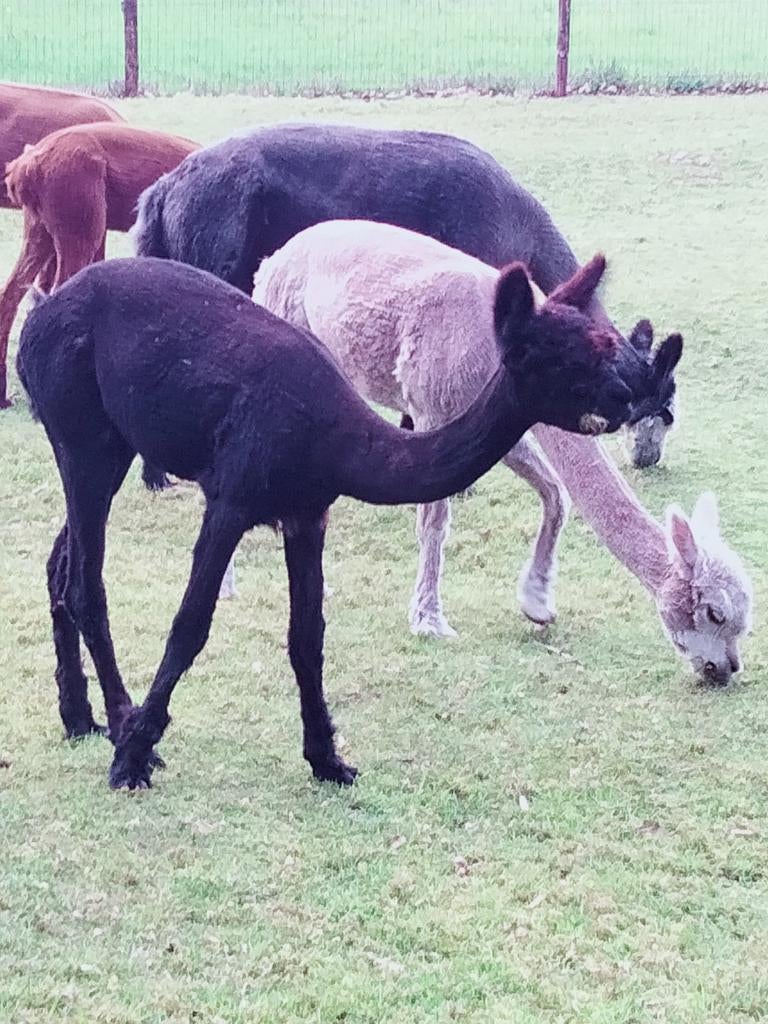 Alpaca 10 maand merrie, Dieren en Toebehoren, Juli, Vrouwelijk