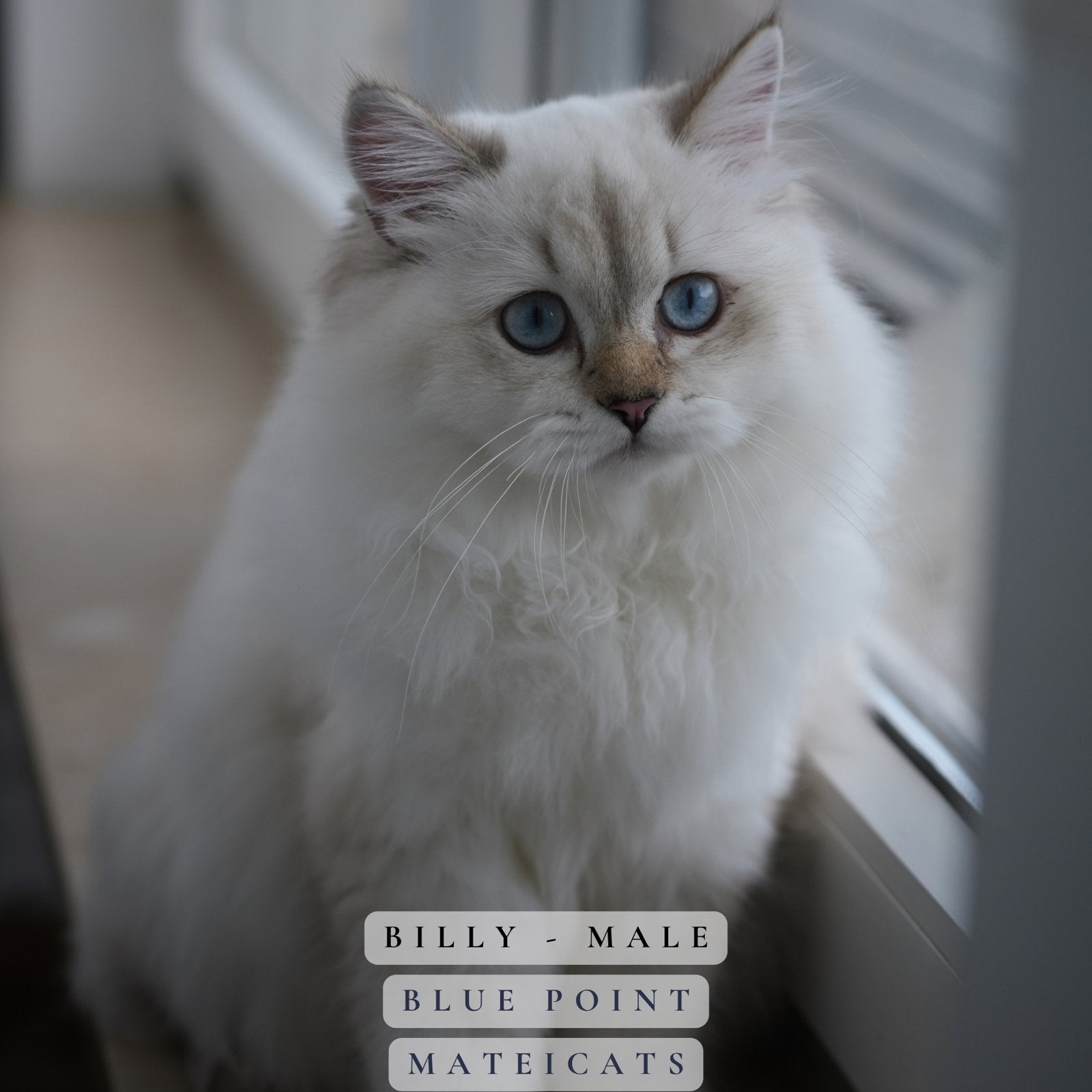 British Longhair Blue Point - Lilac Point, Meerdere dieren, Met stamboom, 0 tot 2 jaar