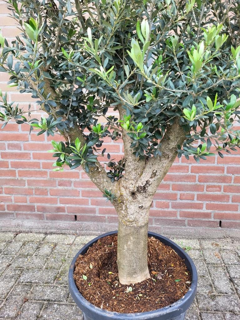 Mooie vertakte olijfbomen !, Volle zon, Ophalen of Verzenden, 100 tot 250 cm, Zomer