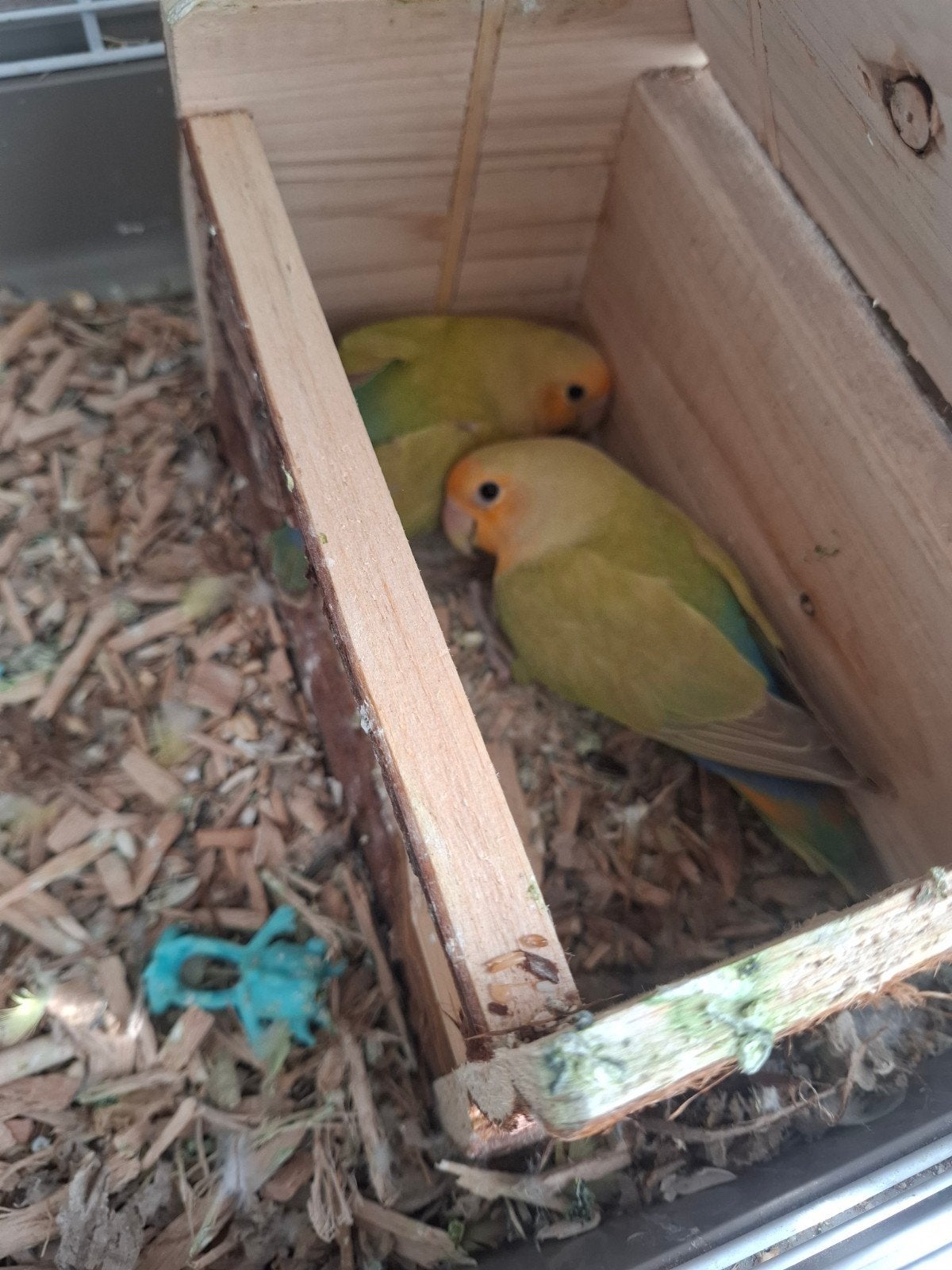 niet tam!! Twee jonge dwergpapegaaien (Agapornissen), Geslacht onbekend, Dwergpapegaai of Agapornis, Tam