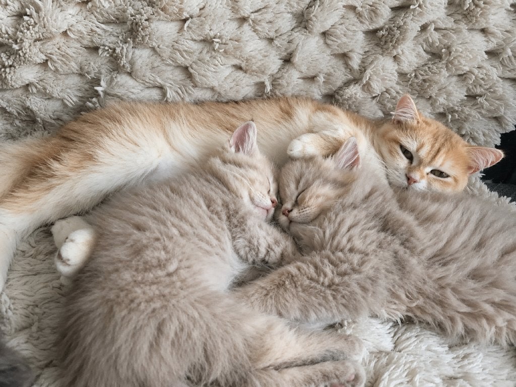 Britse Korthaar & Langhaar kittens, Dieren en Toebehoren, Katten en Kittens | Raskatten | Korthaar, Meerdere dieren, 0 tot 2 jaar
