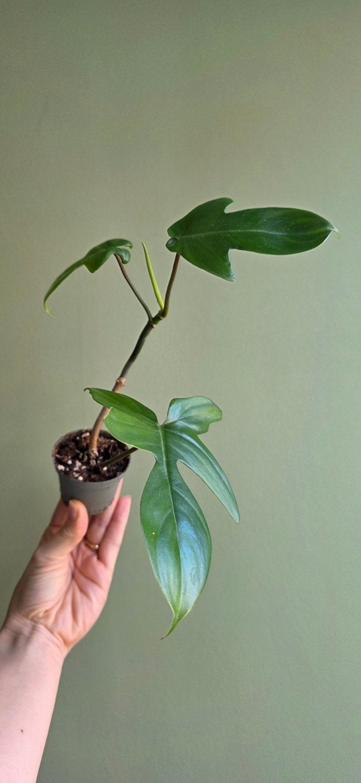 Philodendron florida green, Huis en Inrichting, Ophalen, Halfschaduw, Minder dan 100 cm