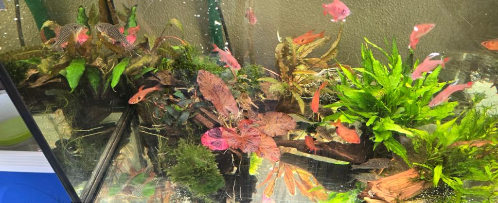 Kienhout met planten erop, bucephelandra, microsorum,javamos, Dieren en Toebehoren, Vissen | Aquaria en Toebehoren, Ophalen of Verzenden