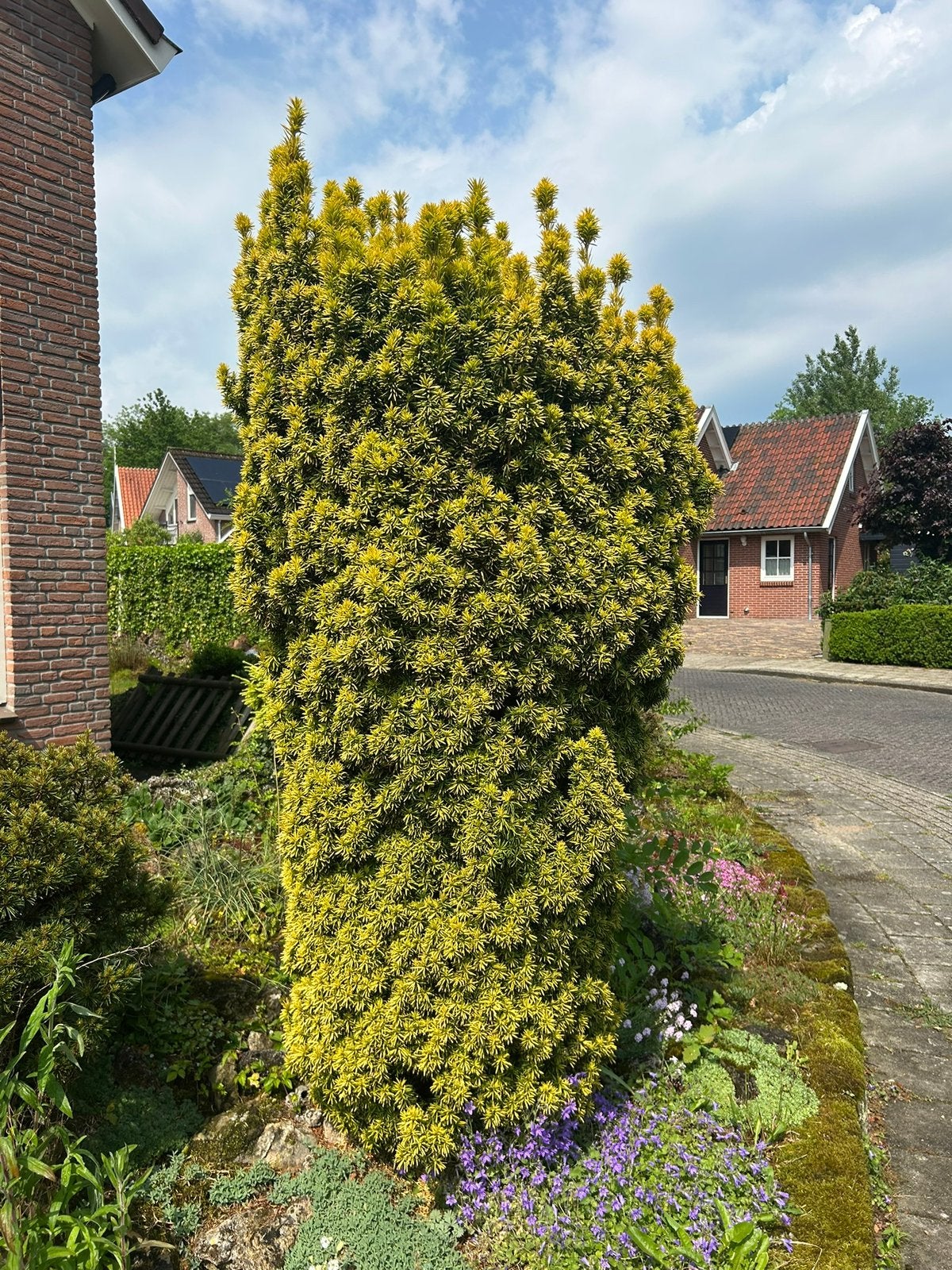 Taxus baccata ‘Fastigiata Aurea’ – Gouden zuiltaxus, Ophalen, Bloeit niet, Overige soorten, Volle zon