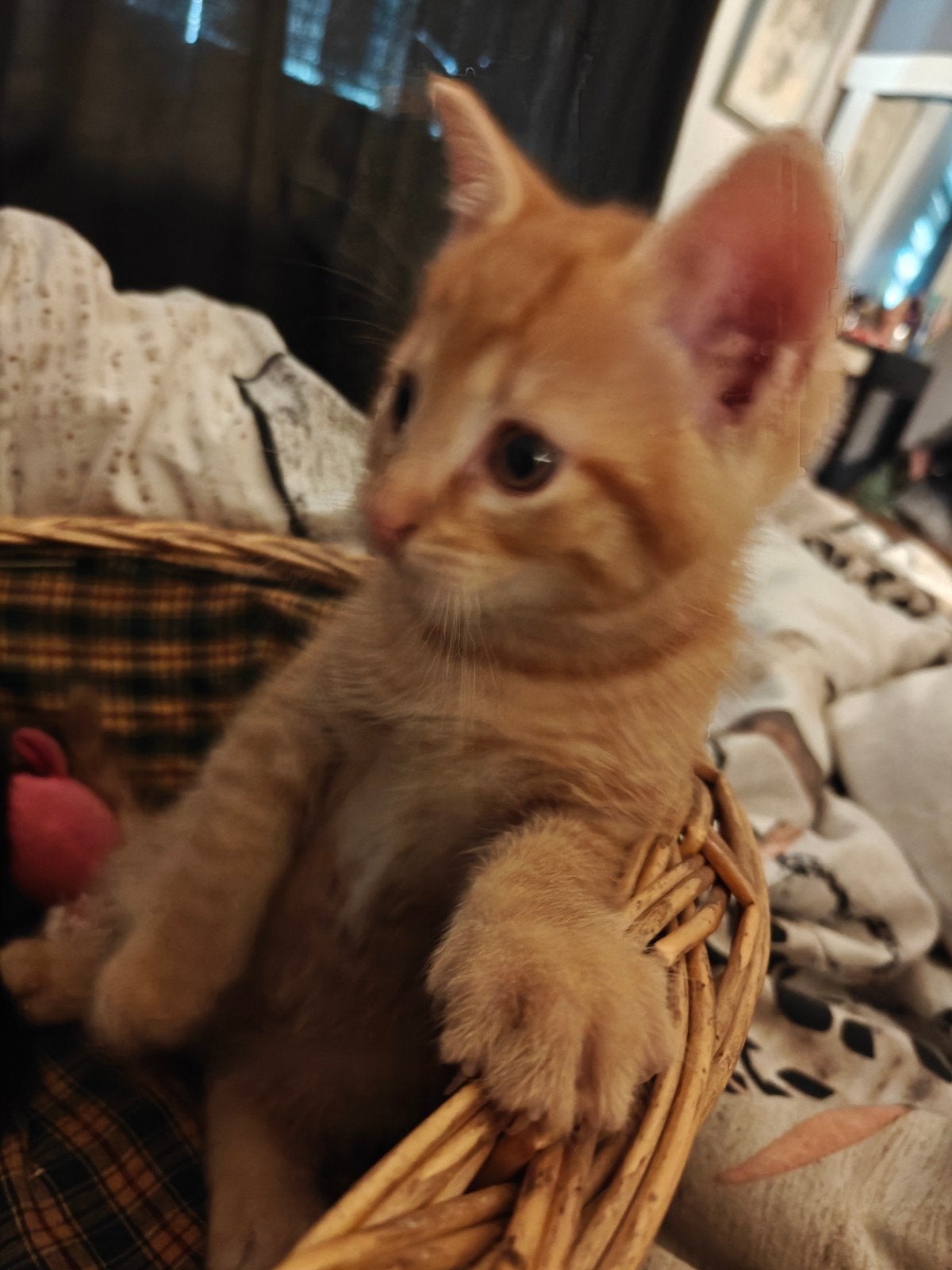 jonge kitten, Kater