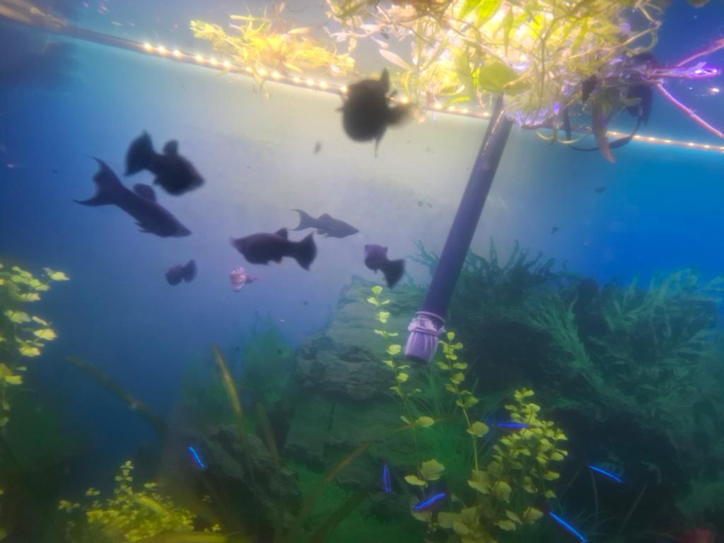Binnenkort weer mollies met sierstaarten ze staat op klappen, Dieren en Toebehoren, Vissen | Aquariumvissen, Vis