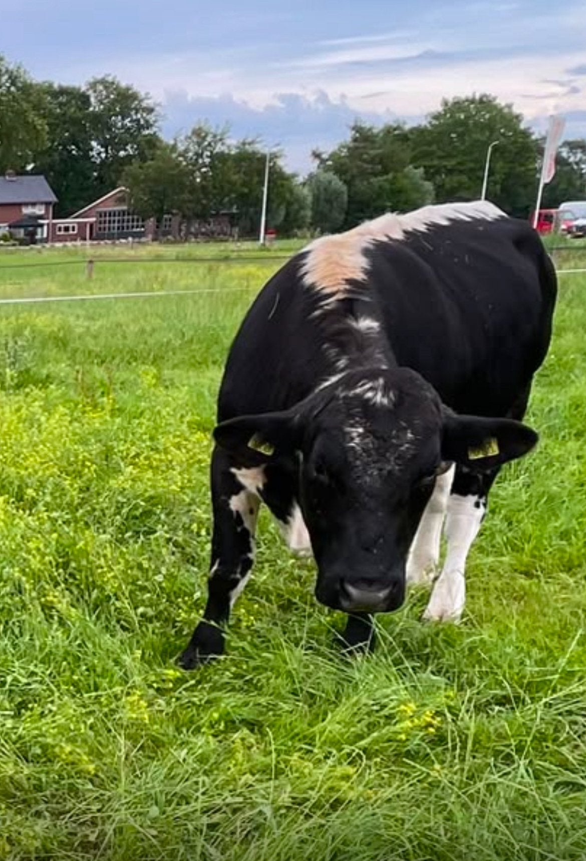 Stieren, Dieren en Toebehoren, Runderen, Mannelijk