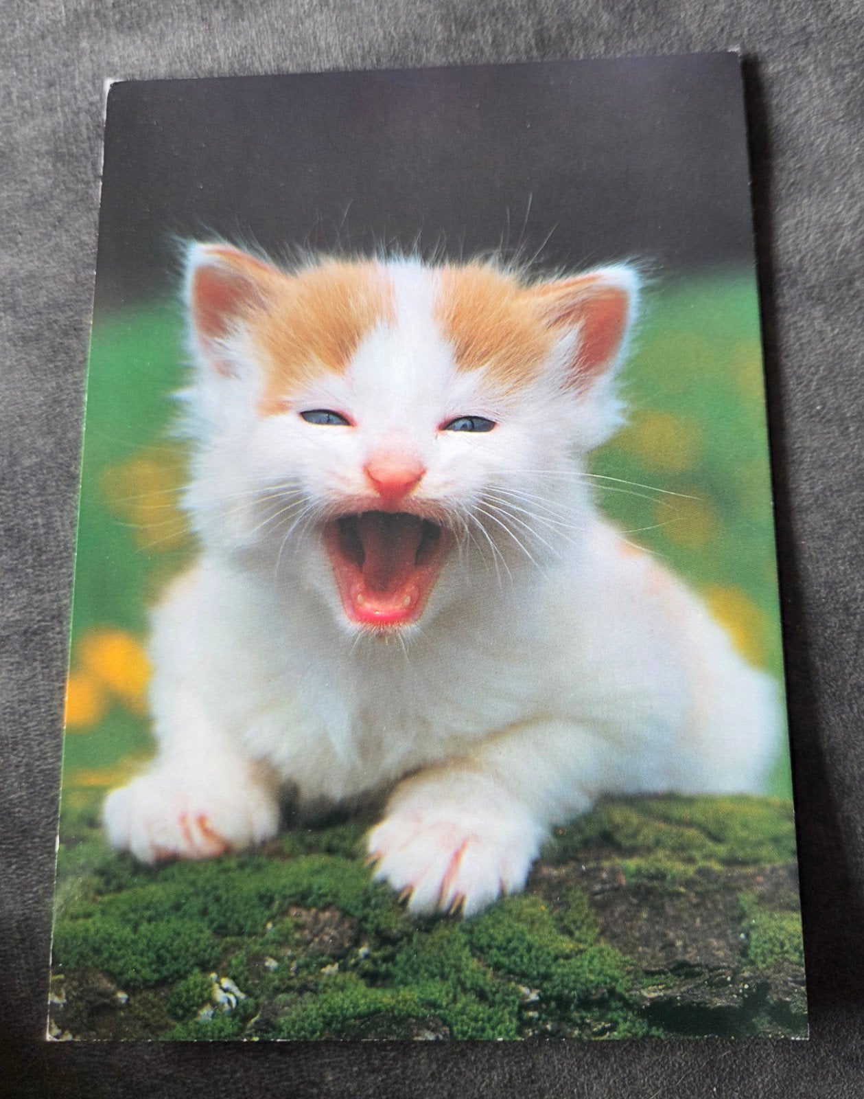 Rood witte kitten - ANSICHTKAART, Verzenden, Gelopen, Hond of Kat