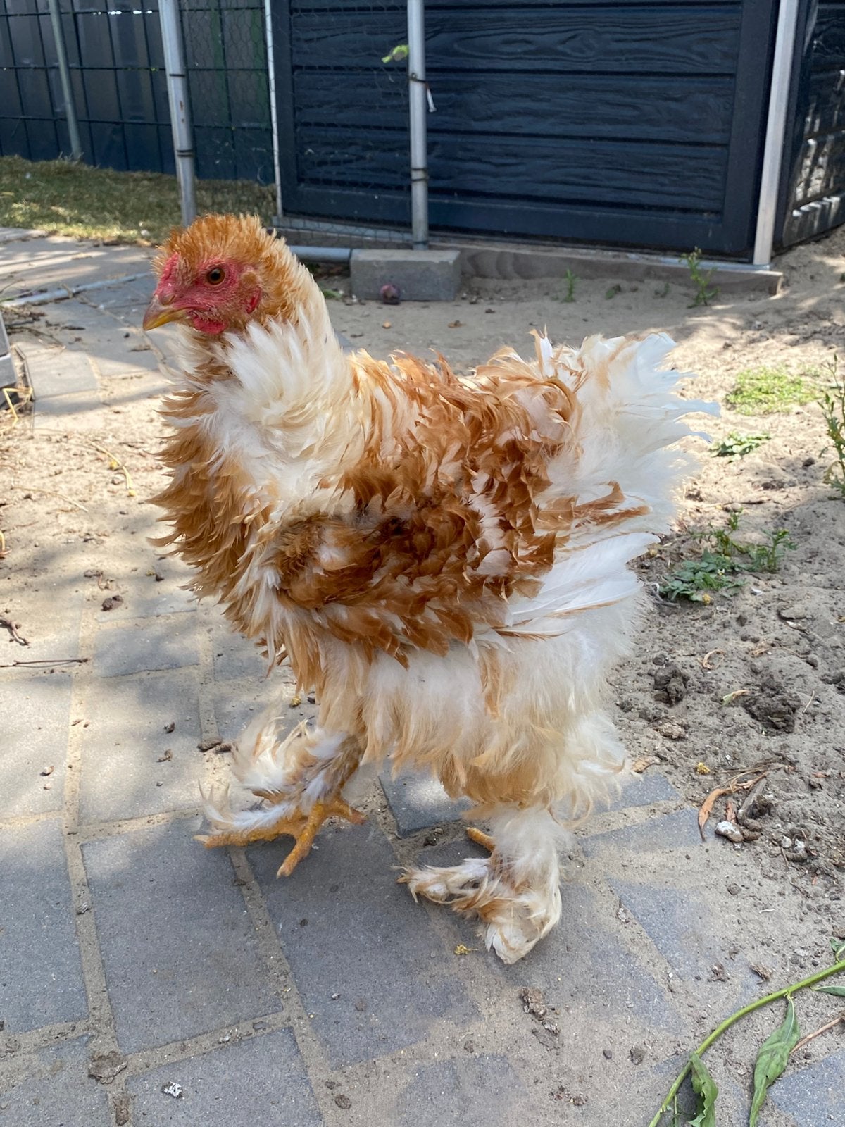 Brahma (groot) frizzle/ krul haantjes, Dieren en Toebehoren, Mannelijk, Kip