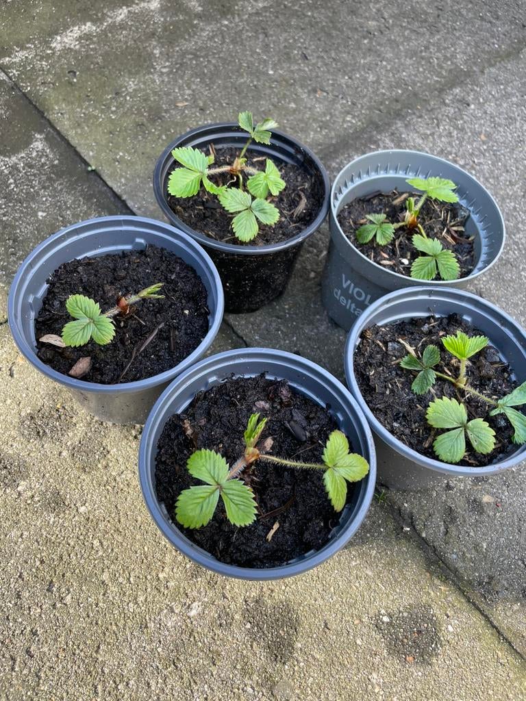 🍓 Biologische bosaardbei Fragaria vesca wilde aardbei, Ophalen, Vaste plant, Halfschaduw, Zomer