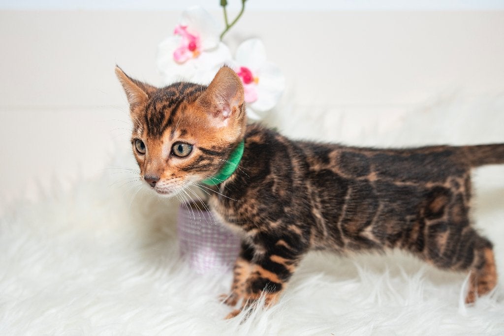 Prachtige, contrasterende Bengaalse kittens, Meerdere dieren, Met stamboom, 0 tot 2 jaar