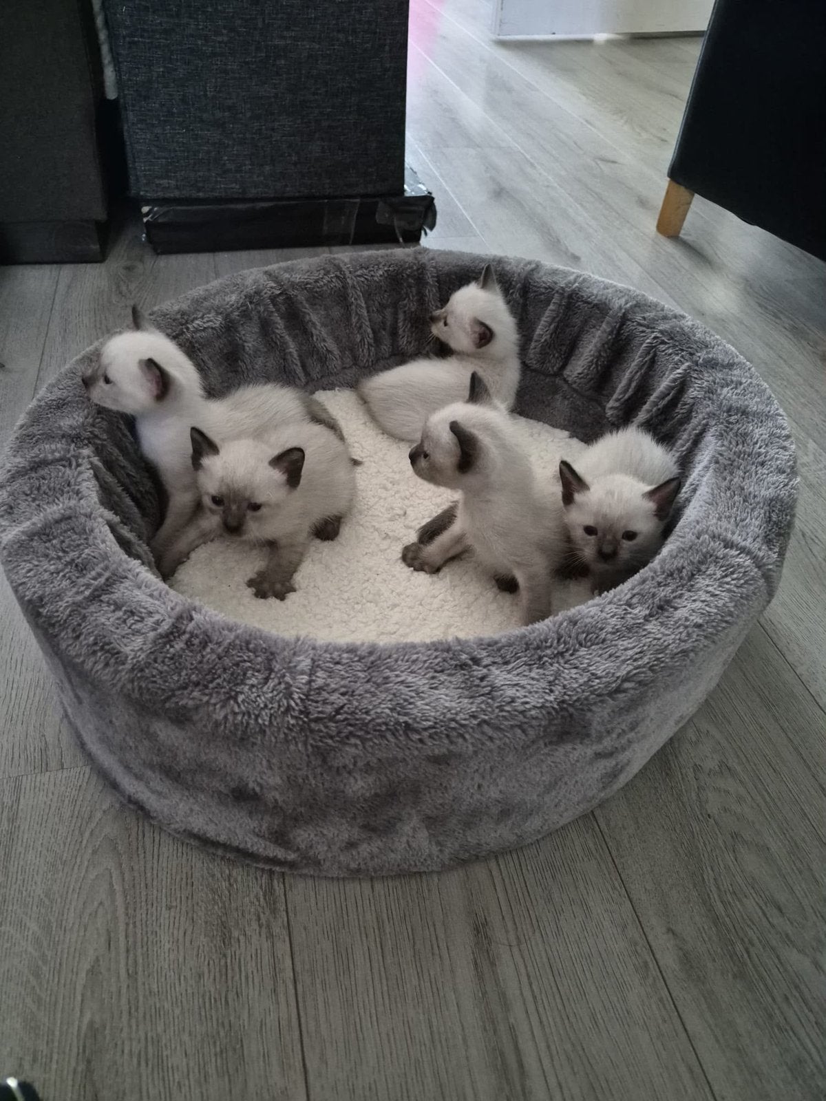 5 siamese kittens te koop. 2 meisjes 3 jongens, Dieren en Toebehoren, Katten en Kittens | Raskatten | Korthaar, Meerdere dieren