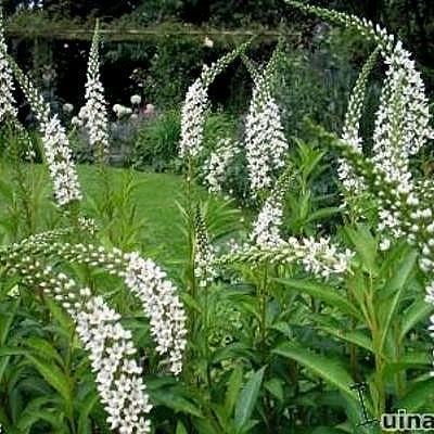 Witte Wedrik, Volle zon, Vaste plant, Zomer, Ophalen