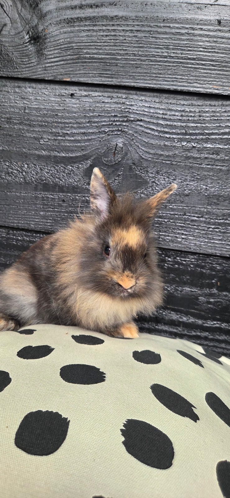 Rammetjes 2x 8 weken oud, Dieren en Toebehoren, Konijnen, Mannelijk, Klein