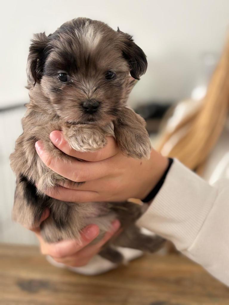 Super speelse en knappe boomer met mini poedel pups, Dieren en Toebehoren, Overige rassen, 8 tot 15 weken, Meerdere, Meerdere dieren