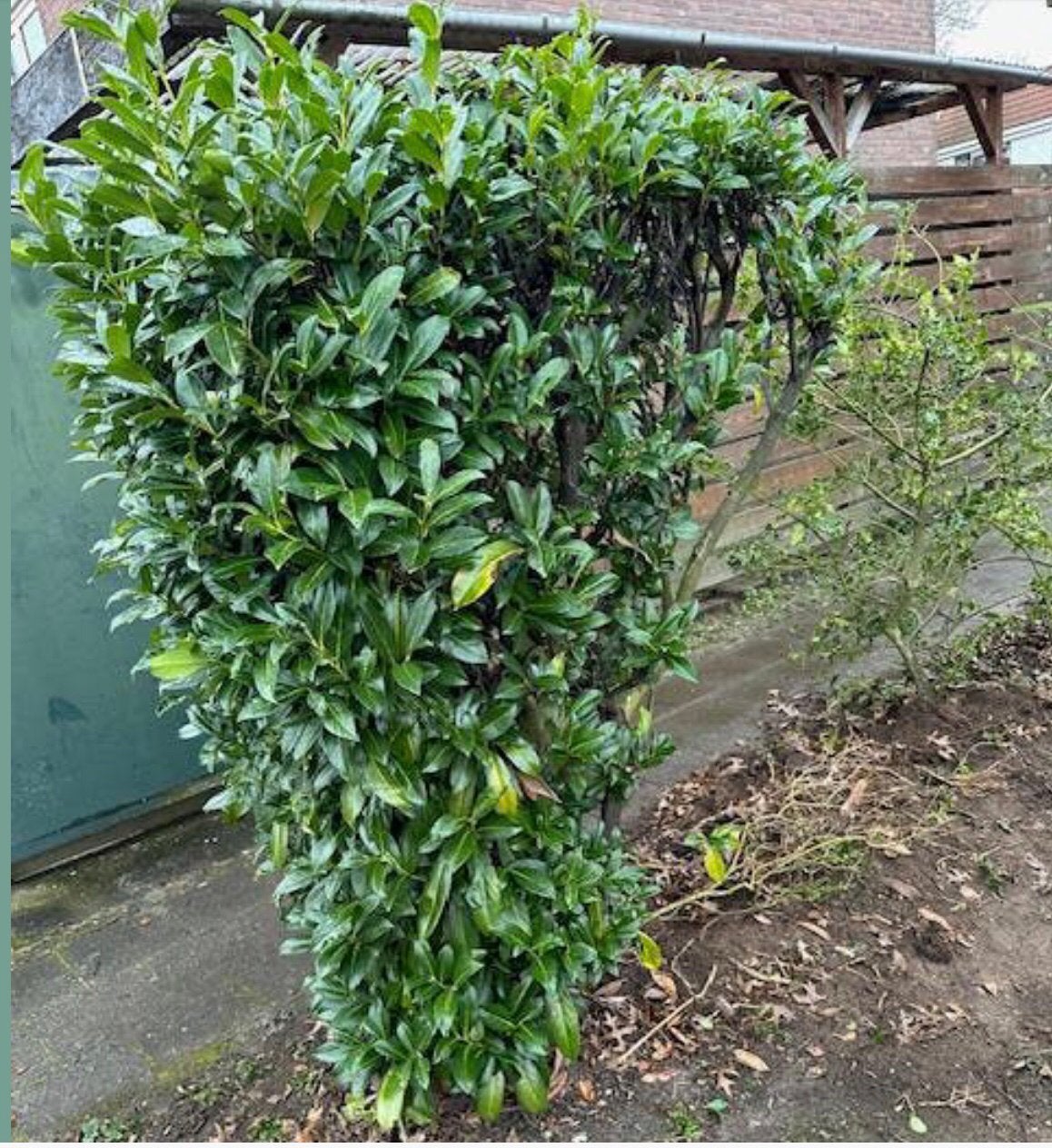 Leuke laurier blijft winter groen, Ophalen, Laurier, Struik, 100 tot 250 cm
