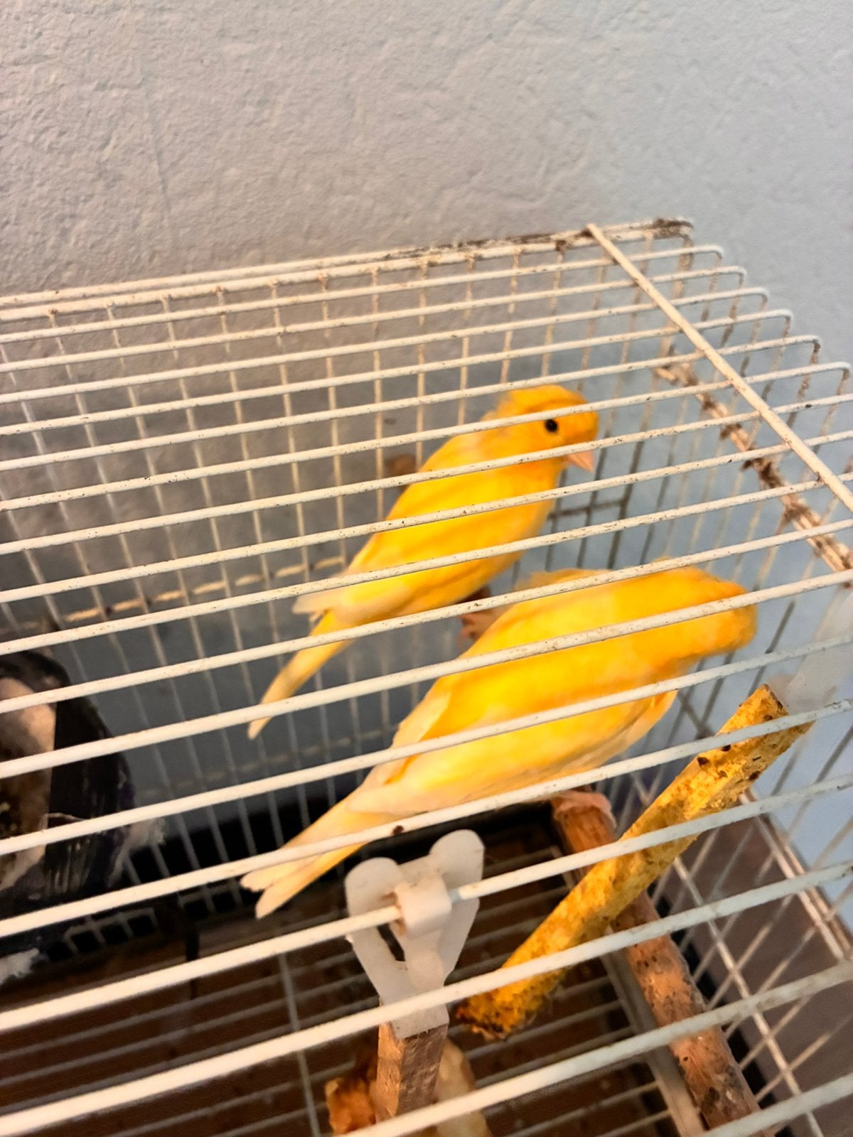 Raza kanarie, Dieren en Toebehoren, Vogels | Kanaries, Mannelijk, Kleurkanarie