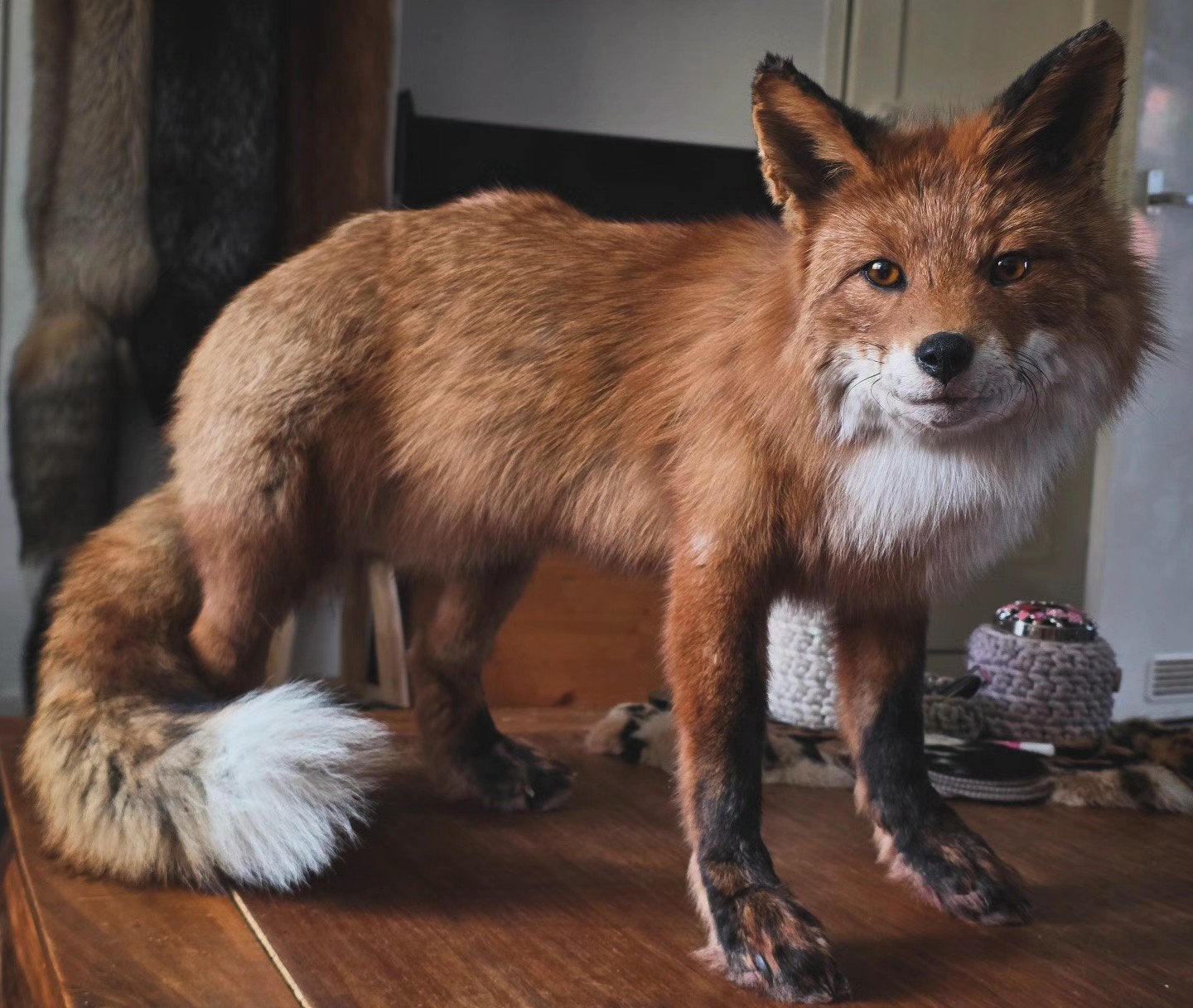 Softmount taxidermie vos, Verzamelen, Dierenverzamelingen, Ophalen of Verzenden, Wild dier, Opgezet dier