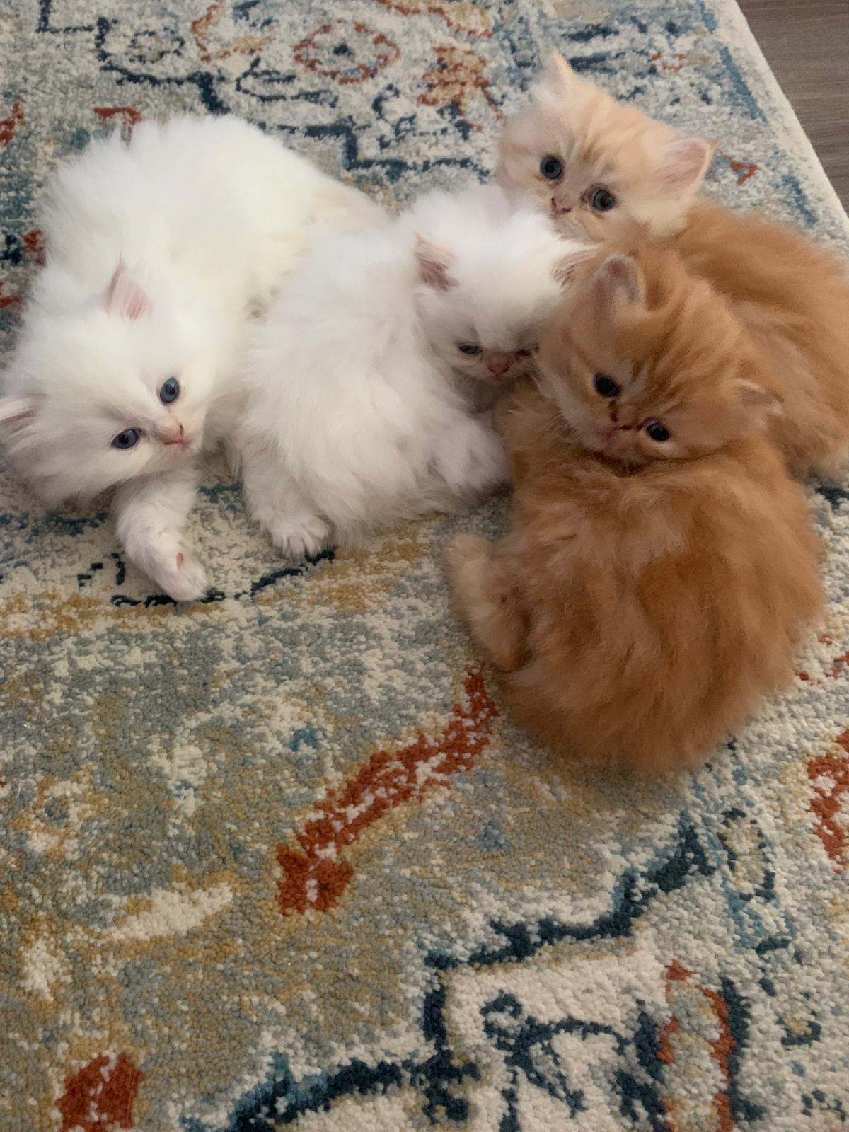 Perzische kittens, Dieren en Toebehoren, Katten en Kittens | Raskatten | Langhaar, Meerdere dieren, 0 tot 2 jaar