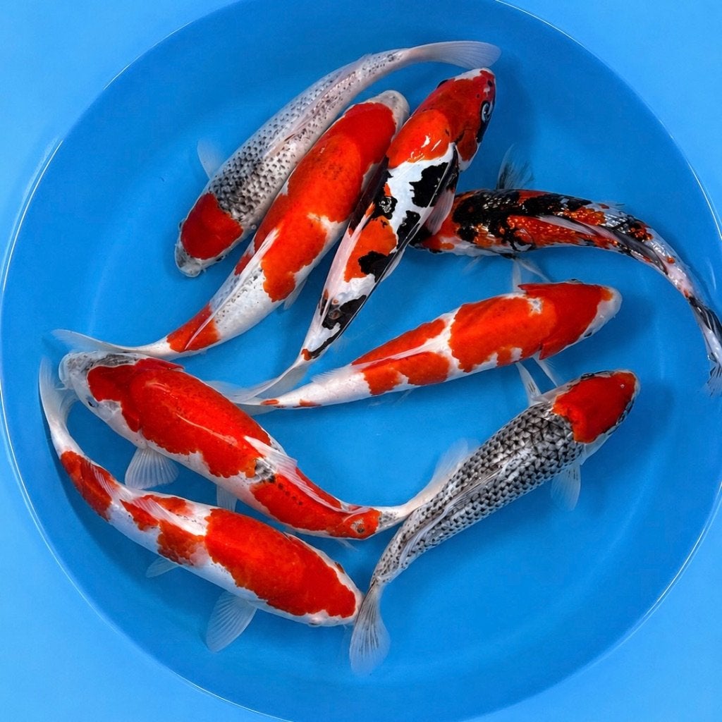 HQ Tateshita Jumbo Tosai 25-30cm Conias, Dieren en Toebehoren, Vissen | Vijvervissen, Karper of Koi